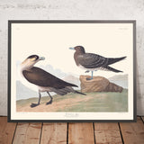 Richardsons Jäger von John James Audubon, 1827 