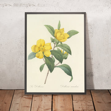 A framed image of Dillenia scandens (Plate 35) by Pierre Joseph Redouté, 1827