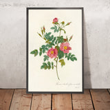 Sweet Briar Rose (Rosa rubiginosa) by Pierre Joseph Redouté, 1817