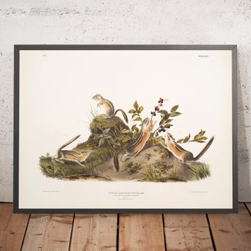 A framed image of 