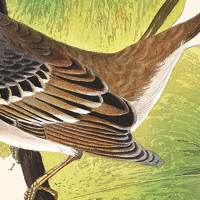 Moineau à couronne blanche par John James Audubon, 1827