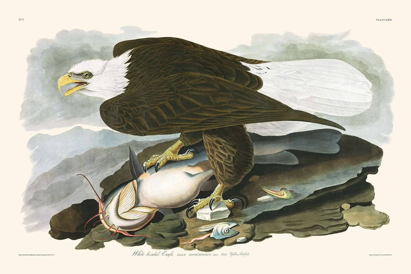 White-headed Eagle by John James Audubon, 1827