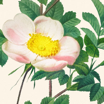 Rosa Candolleana Elegans von Pierre-Joseph Redouté, 1817