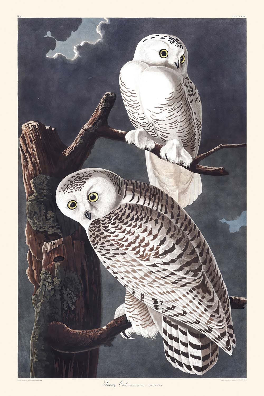 Snowy Owl by John James Audubon, 1827