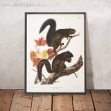 Long-haired Squirrel (Sciurus longipilis) by John Woodhouse Audubon, 1845