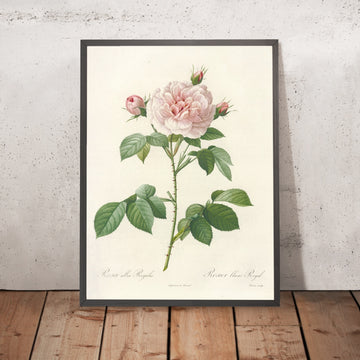 A framed image of Rosa alba Regalis by Pierre Joseph Redouté, 1817