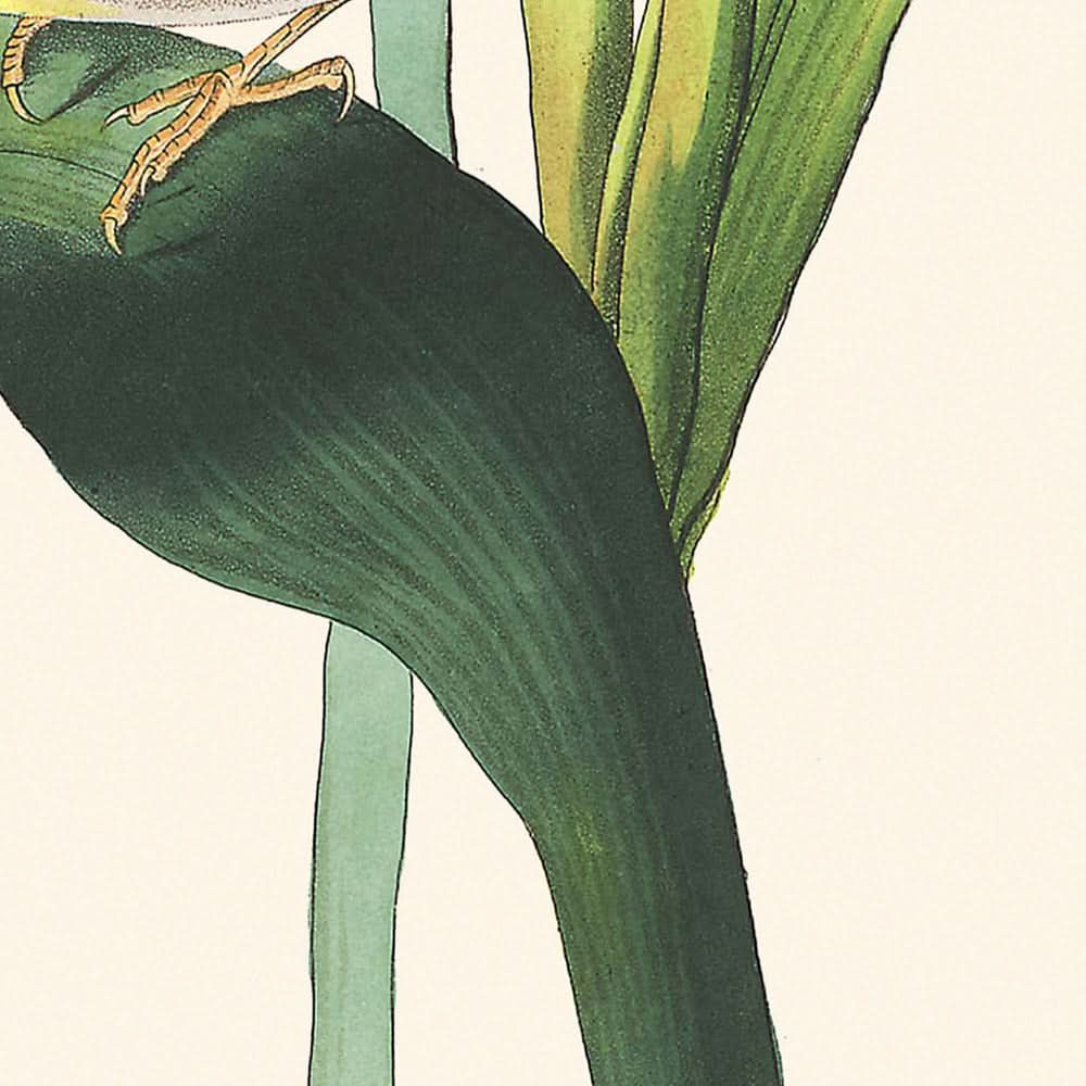 Vigors Viréo par John James Audubon, 1827