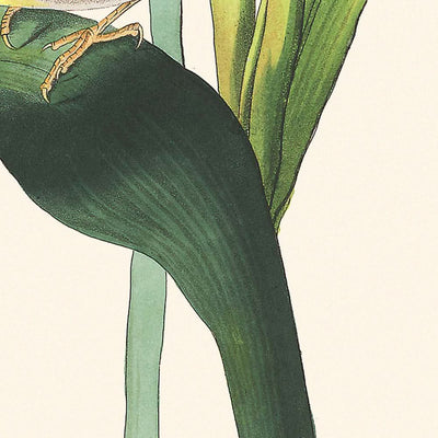 Vigors Vireo de John James Audubon, 1827