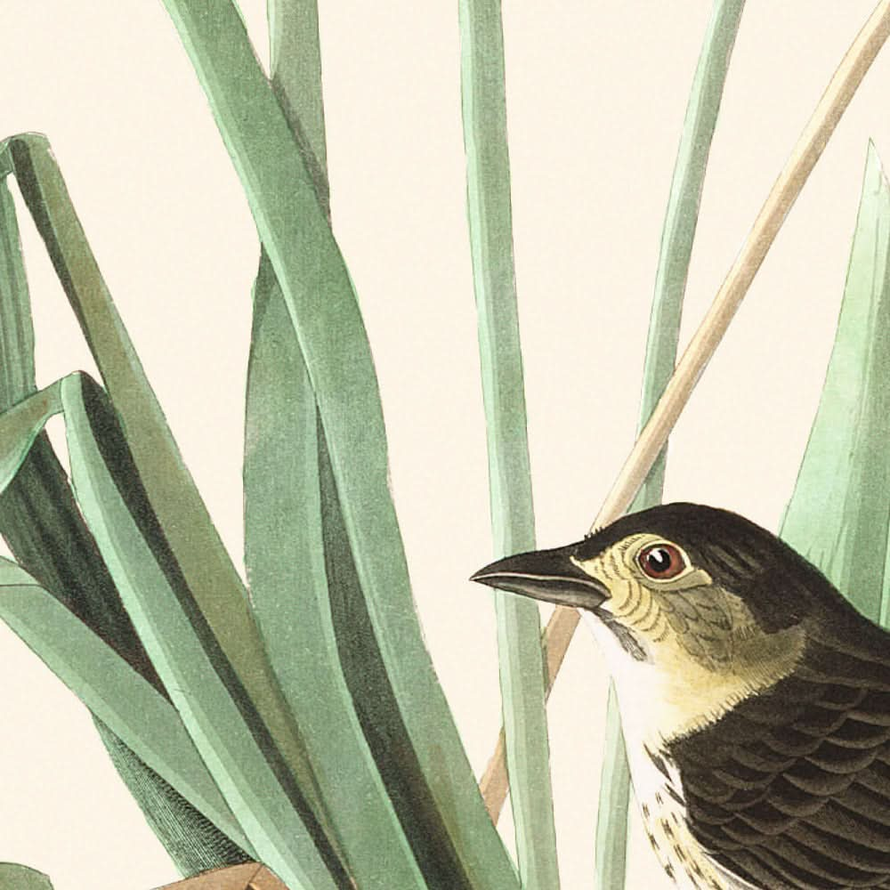 Pinzón de MacGillivray por John James Audubon, 1827