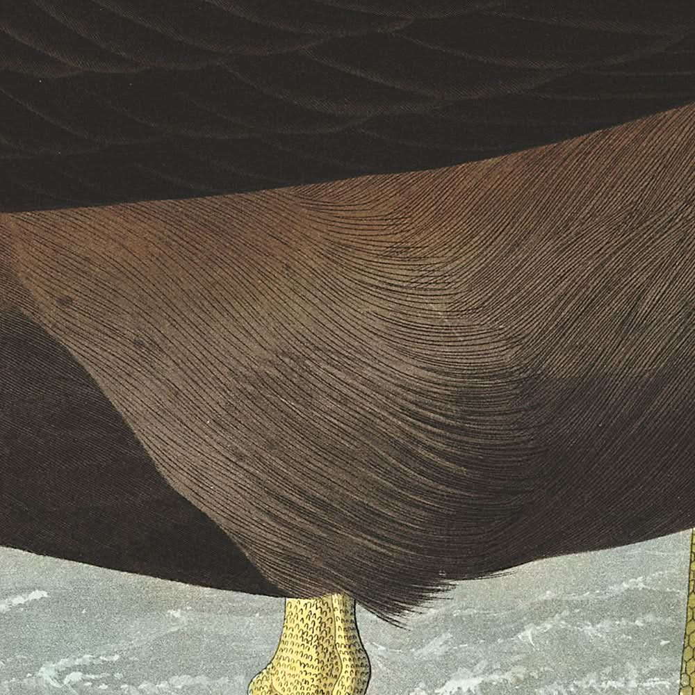 Dusky Albatros von John James Audubon, 1827