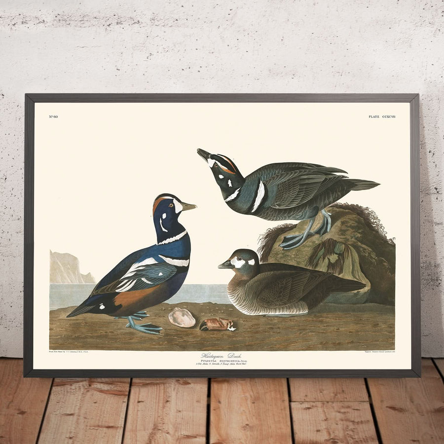 Anatra Arlecchino di John James Audubon, 1827 