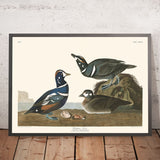 Anatra Arlecchino di John James Audubon, 1827 