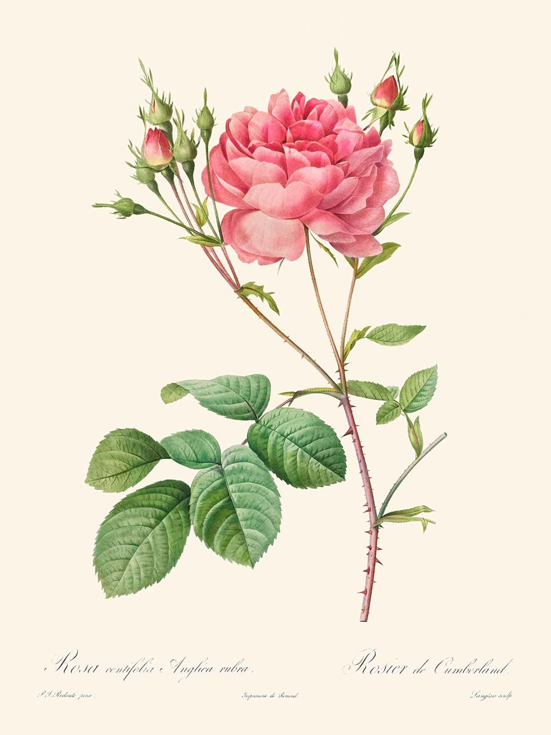 Rosa Centifolia Anglica Rubra de Pierre-Joseph Redouté 1817