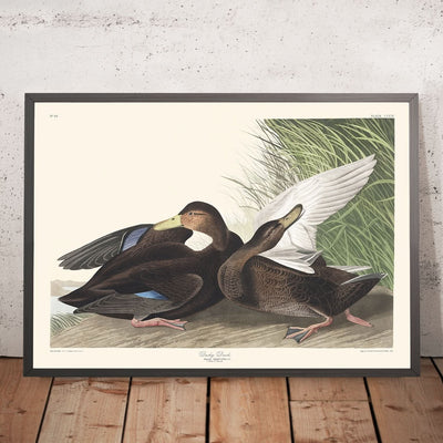 Canard sombre de John James Audubon, 1827