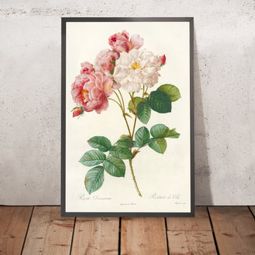A framed image of Damask Rose (Rosa damascena) by Pierre Joseph Redouté, 1817