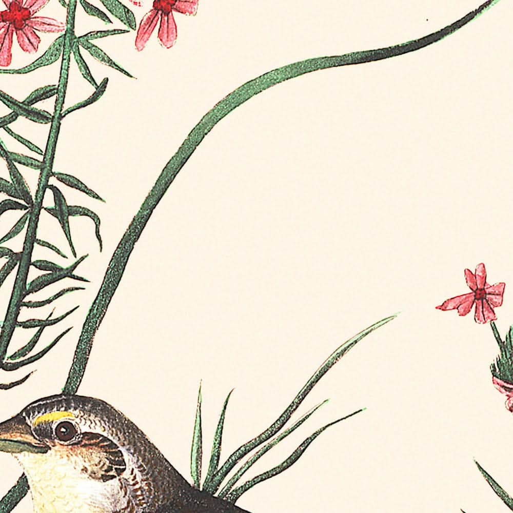 Gelbflügeliger Spatz von John James Audubon, 1827 