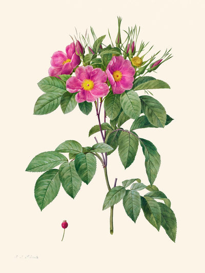 Rosa de pasto de Pierre-Joseph Redouté, 1817