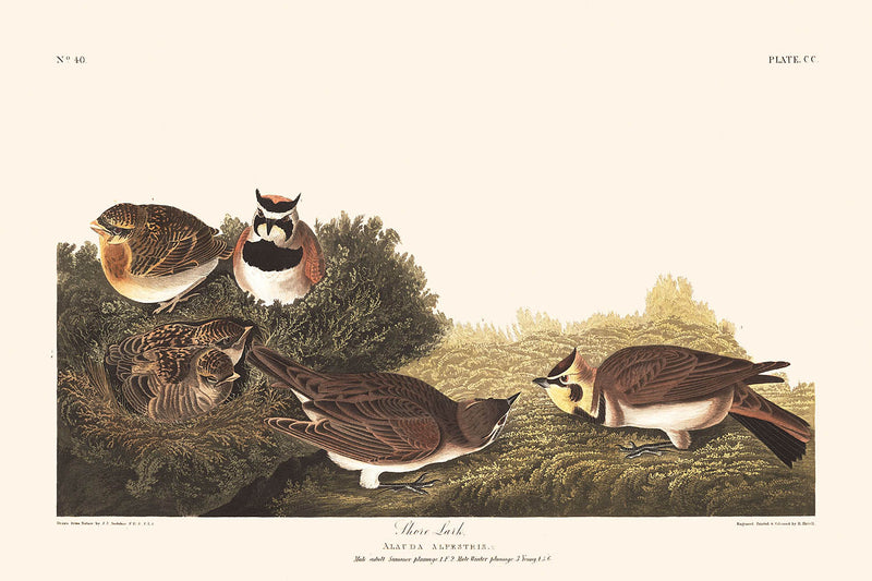 Visualiser thumbnail artwork