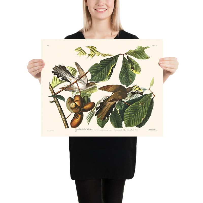 Cuculo dal becco giallo di John James Audubon, 1827 