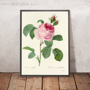 A framed image of Cabbage Rose (Rosa centifolia, Plate 87) by Pierre Joseph Redouté, 1827