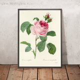 Cabbage Rose (Rosa centifolia, Plate 87) by Pierre Joseph Redouté, 1827