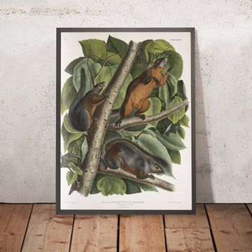 A framed image of 