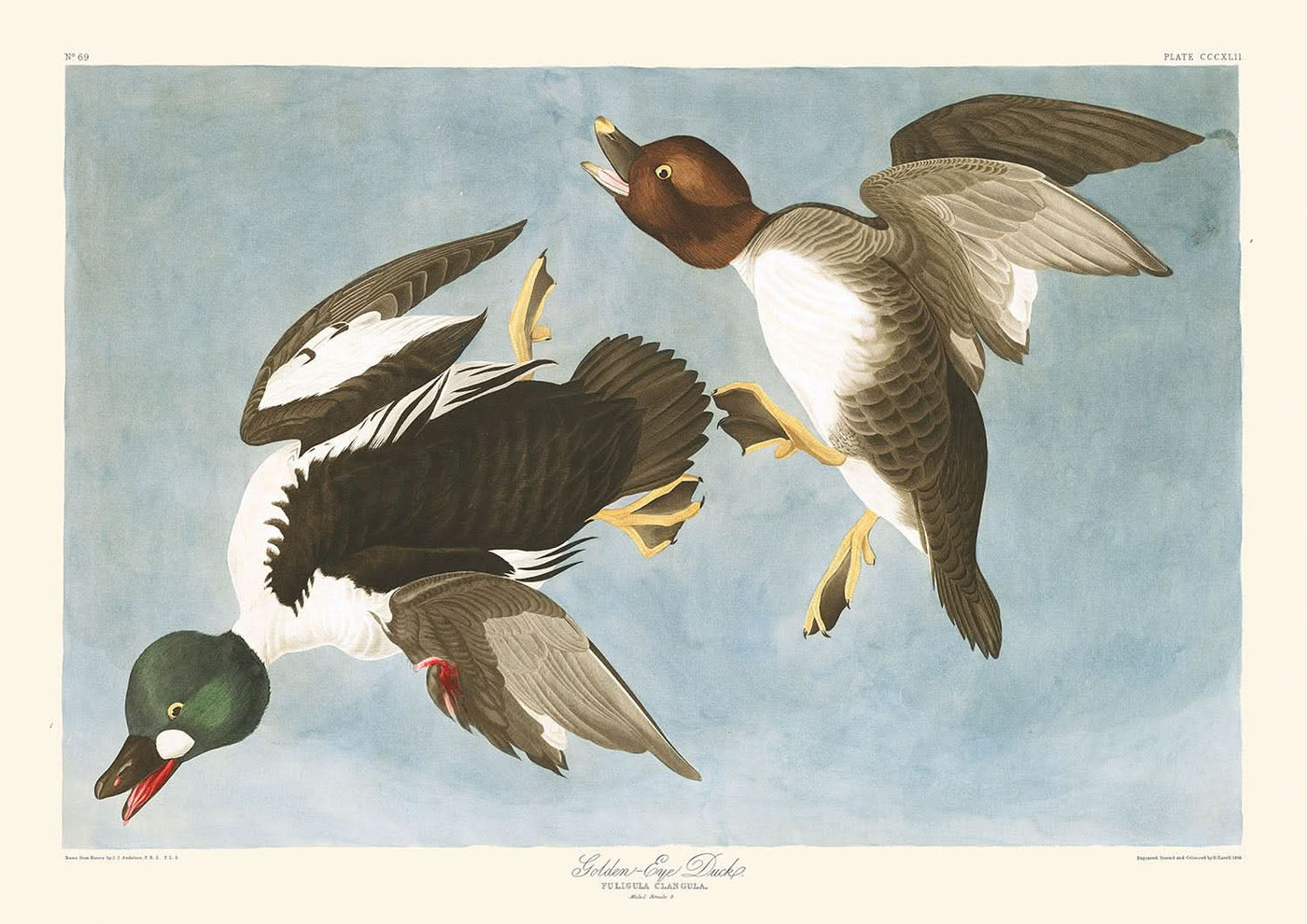 Golden-Eye Duck (Tafel 342) von John James Audubon, 1827