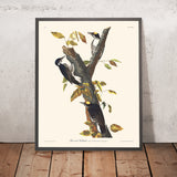 Picchio a tre dita di John James Audubon, 1827 