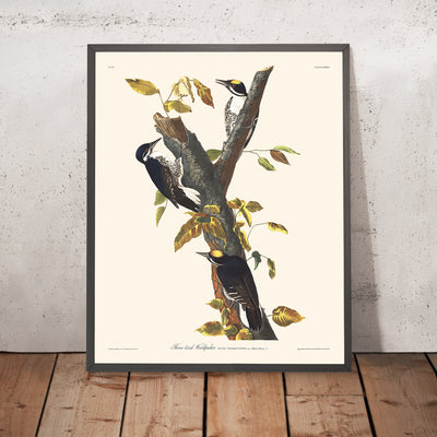 A framed image of Three-toed Woodpecker by John James Audubon, 1827