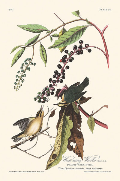 Curruca devoradora de gusanos, de John James Audubon, 1827