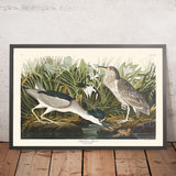 Airone notturno, o Uccello Qua di John James Audubon, 1827 