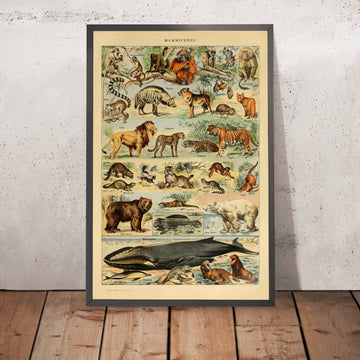 A framed image of Mammals (2) by Adolphe Millot, 1890