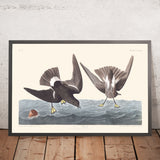 Petrello Tempestoso di John James Audubon 1827 