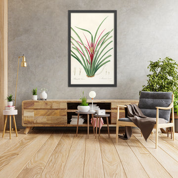 A framed image of Bromelia karatas (Ananas karatas, Plate 36) by Pierre Joseph Redouté, 1805