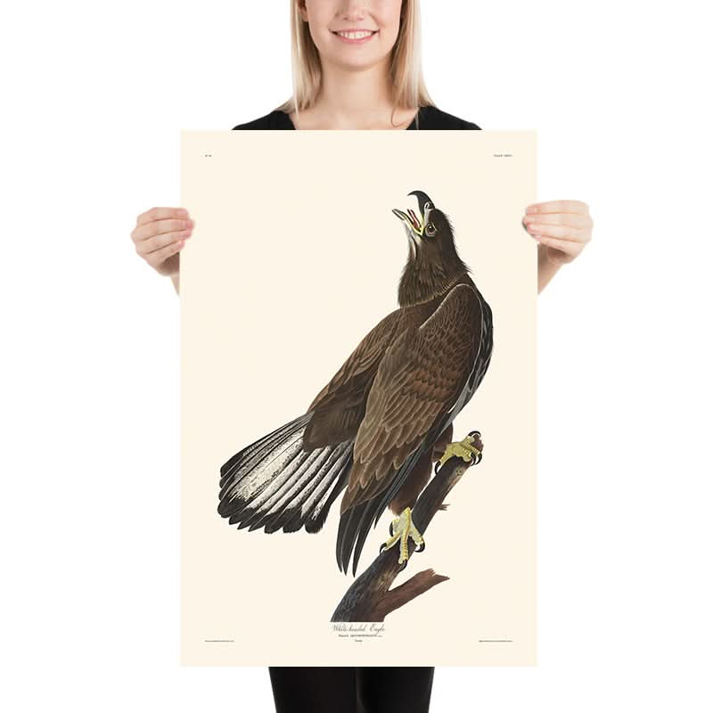 Weißkopfseeadler von John James Audubon, 1827 