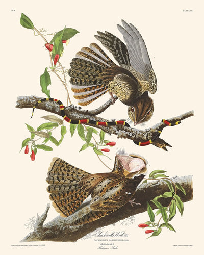 La veuve de Chuck-Will par John James Audubon, 1827