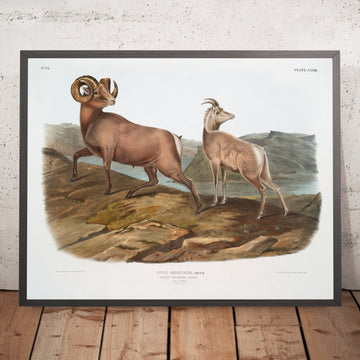 A framed image of 