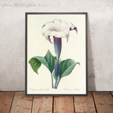 Datura laevis (Plate 33) by Pierre Joseph Redouté, 1827