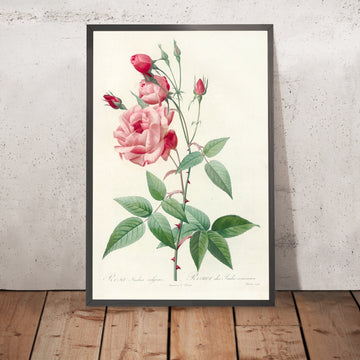 A framed image of Rose (Rosa indica vulgaris) by Pierre Joseph Redouté, 1817
