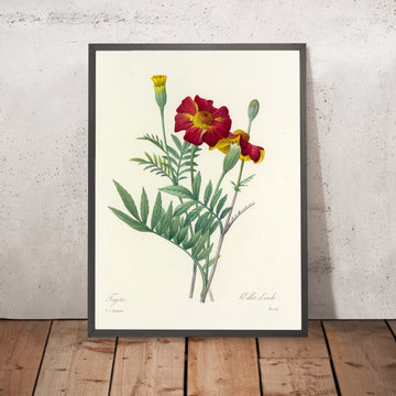 A framed image of Marigolds (Tagetes, Plate 104) by Pierre Joseph Redouté, 1827