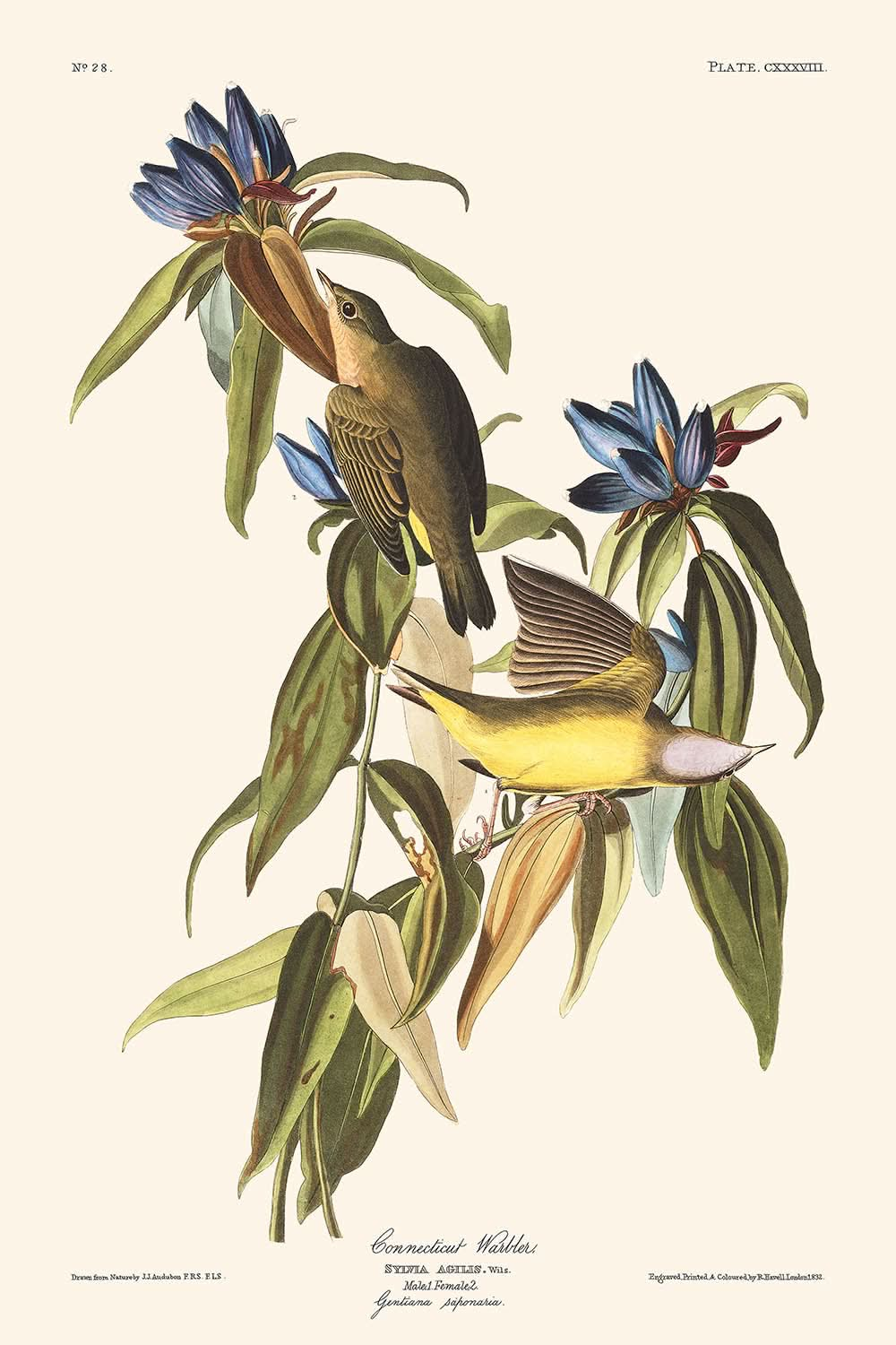 "Reinita de Connecticut, por John James Audubon, 1827"