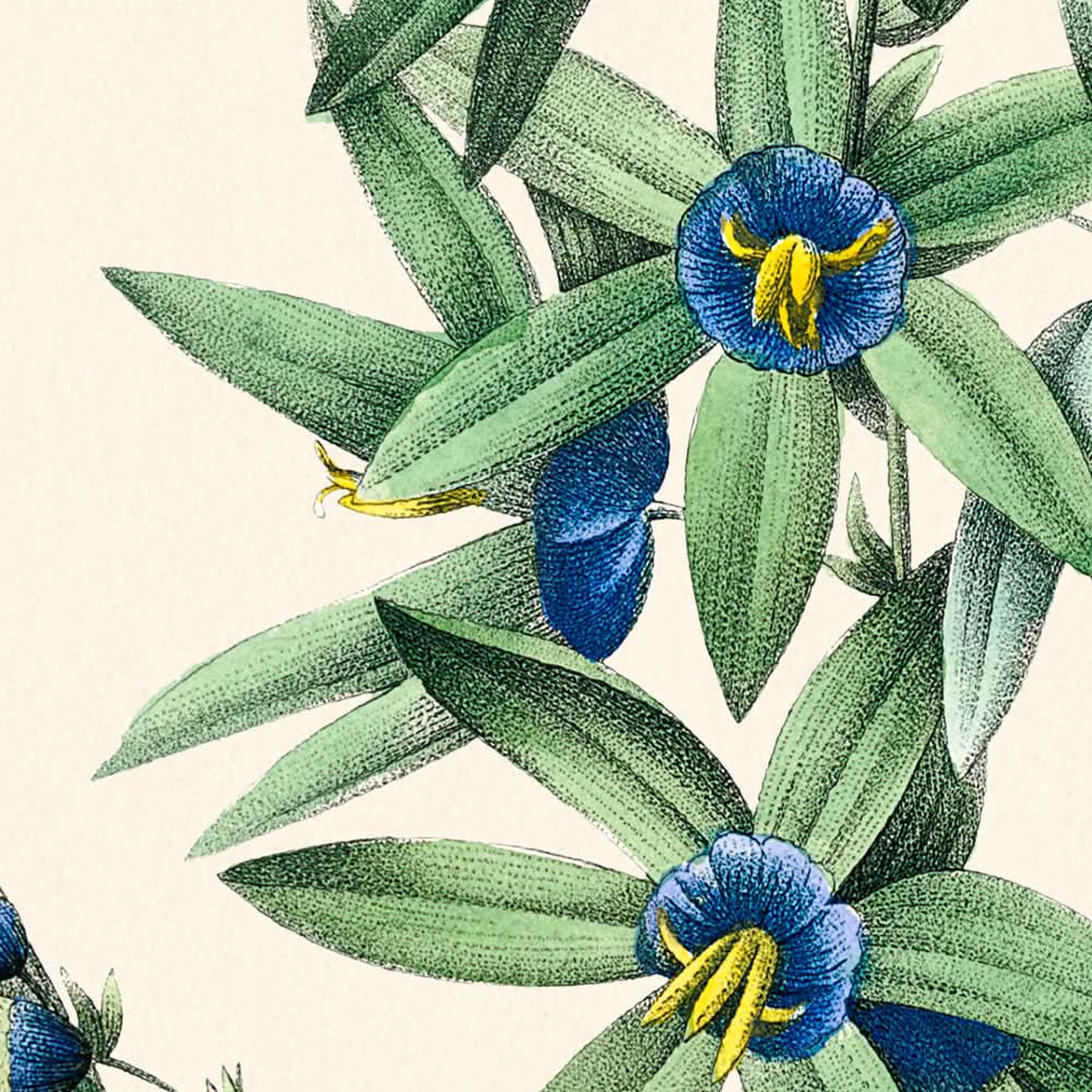 African Corn Lily by Pierre-Joseph Redouté, 1802