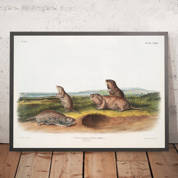 A framed image of 