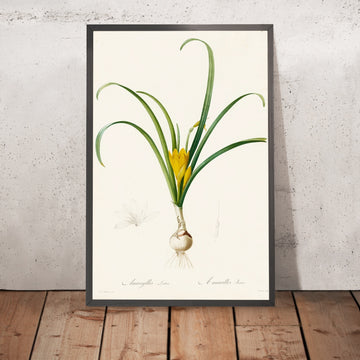 A framed image of Yellow Amaryllis (Amaryllis lutea) by Pierre Joseph Redouté, 1806
