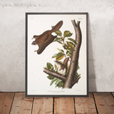 Oregon Flying Squirrel (Pteromys Origonensis) by John Woodhouse Audubon, 1845