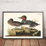 Grünflügelteal von John James Audubon, 1827 