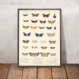 Moths (Lepidoptera: Heterocera, Plate 014) by Frederick DuCane Godman, 1879