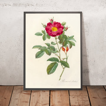 A framed image of Damask Rose (Rosa damascena coccinea) by Pierre Joseph Redouté, 1817