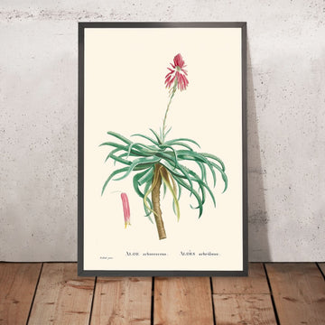 Candelabro Aloe di Pierre-Joseph Redouté, 1802 