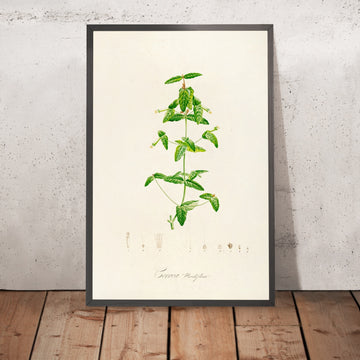 A framed image of Correa viridiflora (Plate 12) by Pierre Joseph Redouté, 1813